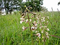 19_Epipactis des marais